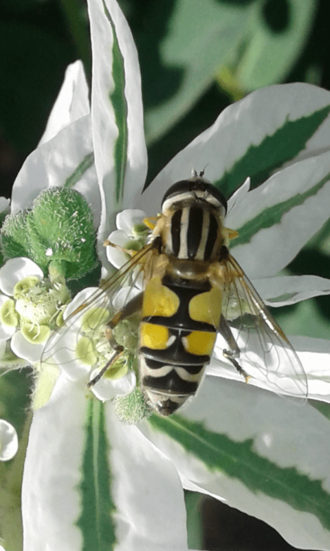 Syrphidae : Helophilus trivittatus? S